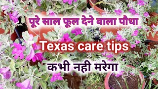 साल भर फूल देने वाला पौधा टेक्सास रेंजर की देखभाल ऐसे करेंEasy Care Texas Plant in Hindi [upl. by Esme]