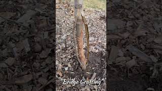 Bridge Grafting of a severely girdled pear tree [upl. by Nytram]