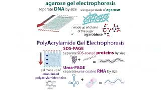 Gel electrophoresis types amp choices agarose vs PAGE  buffer systems denaturing etc [upl. by Icyak680]