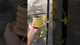 Grow oxalis oxalis plants houseplants plantstyling bloom flowers handmade planter [upl. by Leinahtam]