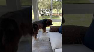 quotstay awayquot dogs shortsyoutube newfoundlanddog [upl. by Jana]