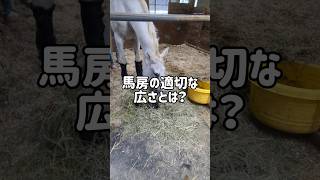 馬房の適切な広さとは 馬 動物 乗馬 馬術 解説 競馬 雑学 勉強 [upl. by Zoldi]