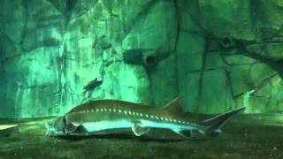 Chinese Sturgeon Acipenser sinensis [upl. by Chesna]