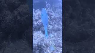 Beautiful parrot fish I saw while scuba diving Key Largo FL French Reef [upl. by Ehgit]