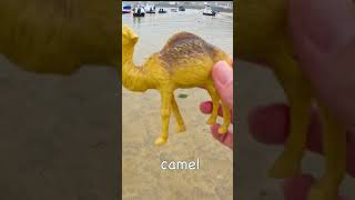 Learn Animal Names at the Harbour for Babies Toddlers Kids Butterfly Camel Tortoise Dog Lion [upl. by Ahsenik]