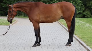 HUNTER PROSPECT CORDY 2019 gelding by Codex ANSporthorses [upl. by Preiser]