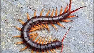 Neuer Scolopendra dehaani von Thorsten Trapp [upl. by Klapp]