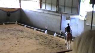 Clydesdale Dressage Display QLD Dressage Festival [upl. by Malet]