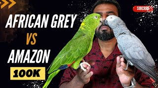 African Grey Vs Amazon Parrot  Best Talking Parrot  Best Parrot for Beginners  ShaikhTanveer [upl. by Cummins873]