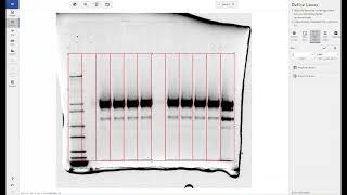 How to Automatically Calculate RF Values for Western BlotSDSPAGE Gel Bands in Phoretix 1D [upl. by Drawde]