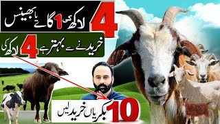 1 cow ki qimat main 10 goats a jati hain  goat farming [upl. by Lilhak451]