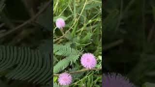 Mimosa pudica [upl. by Xuaegram57]