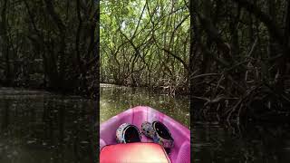 Kayaking Mangrove Tunnels Weedon Island Preserve St Petersburg Florida [upl. by Anyehs]