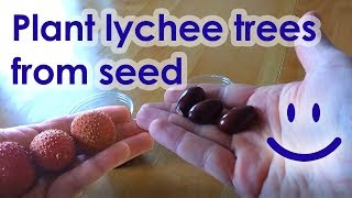 How to plant lychee seeds See Description before watching [upl. by Donnie376]