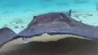 Underwater World Stingrays  Wild Caribbean  BBC Studios [upl. by Ernald752]