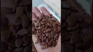 Persimmon seed  jaikisanhp  shortvideo youtube [upl. by Relyk]