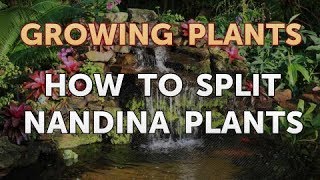 How to Split Nandina Plants [upl. by Eelirem]