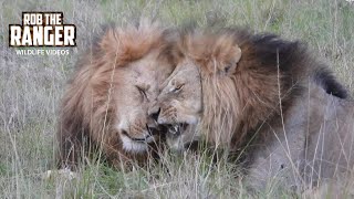 Lion Coalition Reunite  Lalashe Maasai Mara Safari [upl. by Einrae]