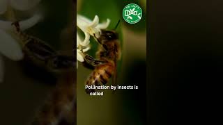 Pollination by insects  Nature and plant interaction viral [upl. by Ji123]