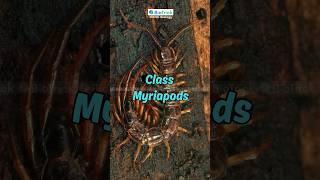 Class Myriapod  Living Organisms  Classification  IGCSE Biology  Cambridge Biology igcsebiology [upl. by Delphine]