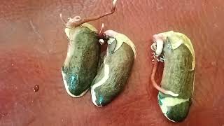 Secrets to Growing Mango Seed Successfully [upl. by Liane]