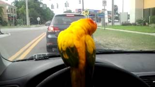 Sammy the Sun Conure Dancing and Driving [upl. by Kingston]