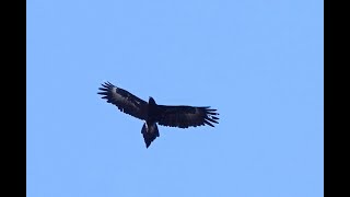 Wedgetailed Eagle flying over the Moggill Forest [upl. by Htiduj]