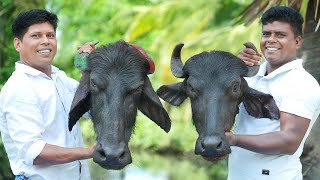 KING OF BEEF HEAD CURRY  Yummy Beef Head Gravy Recipe  Cutting amp Cooking Skill [upl. by Oguh]