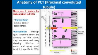 Mechanism of Urine formation Reabsorption and secretion  Physiology 3  Renal System [upl. by Rbma]