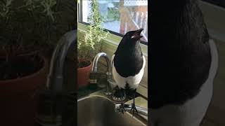 Magpie talking in Kitchen [upl. by Sankaran300]