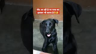 Dog lover funny dog Nind a rahi hai per papa Ka Intezar bhi Karna Hai🤩🥰 [upl. by Karlie]