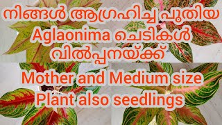 New varieties aglaonema plants for sale Aglaonema varietiesAglaonema sale in Kerala [upl. by Simah921]