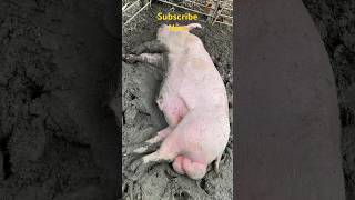 Pig farming shortvideo [upl. by Anahsal]