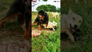 Monster Tibetan Mastiff dog vs Pack of Wolfs shorts viralshort ytshorts [upl. by Jeddy824]