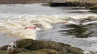 Kayaking the Reversing Falls at Sheepscot Village Maine [upl. by Aeriell]