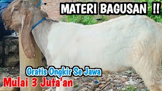 3000🔥🔥MATERI BIBIT BAGUSAN HARGA FREE ONGKIR SE JAWA ‼️ pasar Kliwon Trenggalek HargaTernak [upl. by Madox]