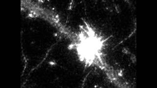 Glutamate uncaging initiates Factin dynamics in a local cluster [upl. by Jase]