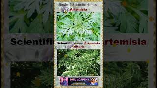 Artemisia artemisia 🍀🍀🍀plants shorts shortsfeed shortvideos shrubs video ytshorts [upl. by Dierolf114]