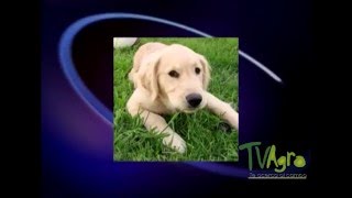 Tratamiento para las convulsiones en perros  TvAgro por Juan Gonzalo Angel [upl. by Eimmot]