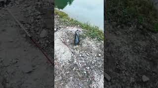 Giant catfish on wopper plopper catfishing fishing catfish fypシ゚viral [upl. by Blandina]