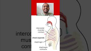 The Process of Inhalation 6 Marks gaseousexchange grade11 [upl. by Alic]