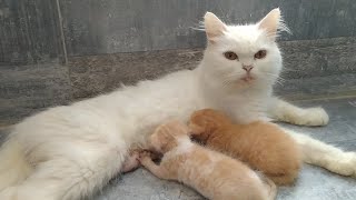 15 Days Old Kittens Can Recognize Mom Cat From Some Distance Mother Cat Feeding Milk Nonstop [upl. by Jeno886]