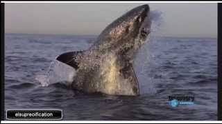 TIBURONES BLANCOS A CÁMARA LENTA FULL HD A SLOW MOTION WHITE SHARKS [upl. by Ennasirk]