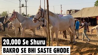 Pushkar Ghoda Mandi  Cheapest Horses In India Starting 20000 at पुष्कर Mela 2021 [upl. by Nnaeerb]