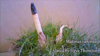 Dog Stinkhorn Fungus Time Lapse [upl. by Ysnat503]