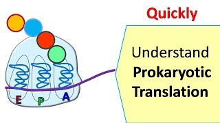 Translation in prokaryotes  Protein synthesis in prokaryotes [upl. by Fidelas556]