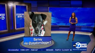 Eyewitness News Big Dog Sunday May 28 2023 featuring Brittany Bell [upl. by Adierf]