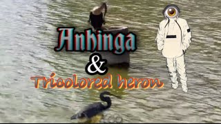 Anhinga and Tricolored Heron [upl. by Alecia741]