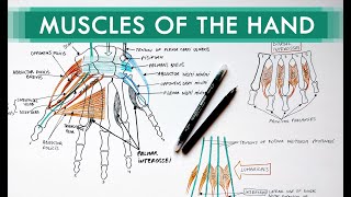 Muscles of the Hand  Origin Insertion Nerve Supply  Anatomy Tutorial [upl. by Merci]