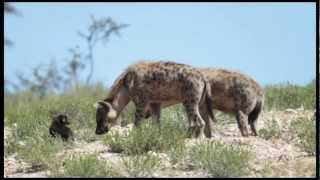 Spotted Hyena Crocuta crocuta Greeting Ceremony [upl. by Eibur]